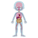 Puzle - Cuerpo Humano